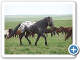 mongolian life