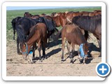 mongolian life