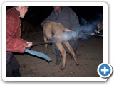 mongolian life