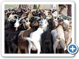 mongolian life
