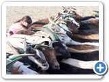 mongolian life
