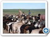 mongolian life