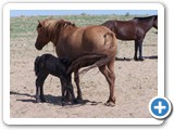 mongolian-horse