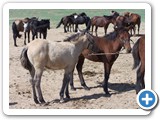 mongolian-horse