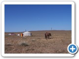mongolian-horse