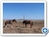 mongolian-horse