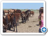mongolian-horse