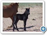 mongolian-horse