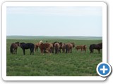 mongolian-horse