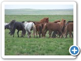 mongolian-horse