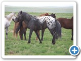 mongolian-horse