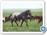 mongolian-horse