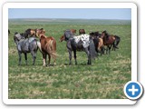 mongolian-horse