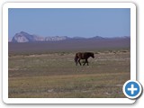 mongolian-horse