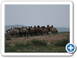mongol-ahui-46