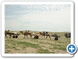 mongolian-naadam-25