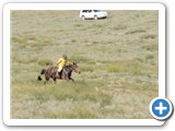 mongolian-naadam-6