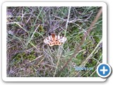 mongolian-nature-106