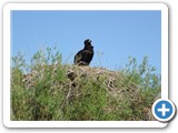 mongolian-nature-16