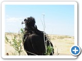 mongolian-nature-20