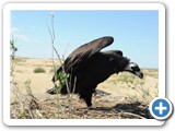 mongolian-nature-22