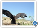 mongolian-nature-24