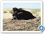 mongolian-nature-25