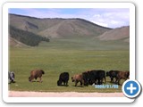 mongolian-nature-75