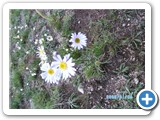 mongolian-nature-94