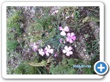 mongolian-nature-95